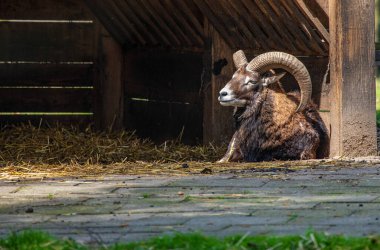 Avrupa erkek maymunu - Ovis Gmelini - Almanya 'da bir geyik parkında