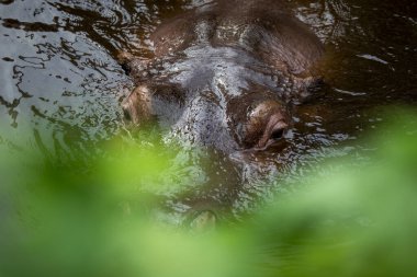 Göldeki suaygırı yaprakların arkasına gizlenmiş.