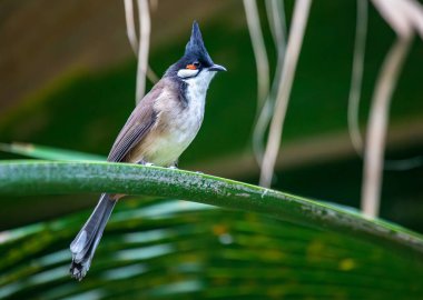 Kırmızı bıyıklı bulbul - Pycnonotus Jocosus - dal üzerinde tüneme