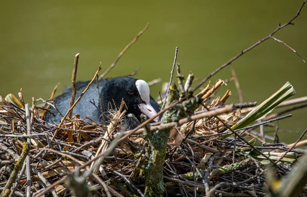 Eurasian Coot Fulica Atra Her Nest — Stock Photo, Image