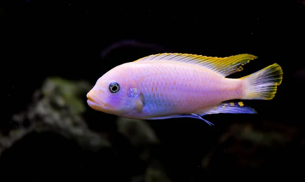 stock image Ice blue zebra albino - maylandia greshakei - swimming in an aquarium