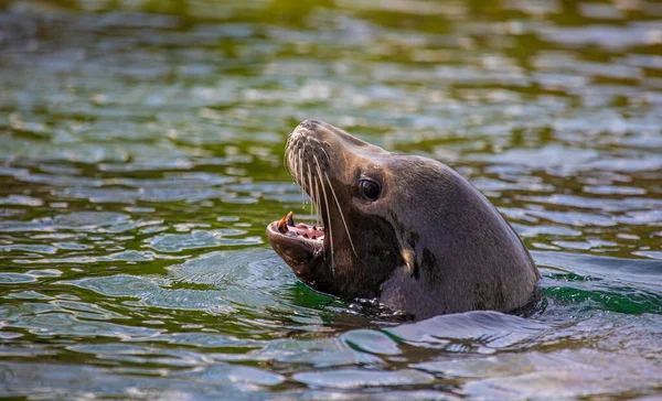 Sea lion swimming in the water mouth open showing teeth.