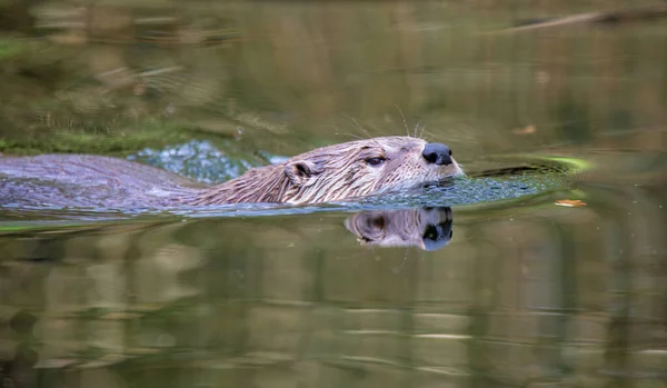 stock image Eurasian otter - Lutra lutra - swimming in a pond