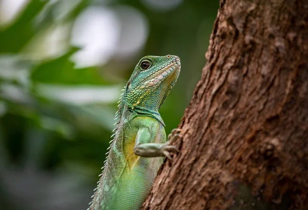 Chinese Water Dragon Physignathus Cocincinus Side View Closeup — Stock Photo, Image