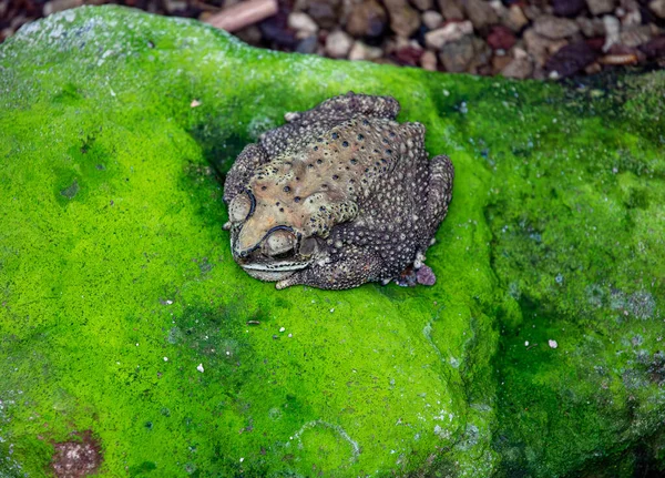 Close Asian Common Toad Duttaphrynus Melanostictus — стоковое фото