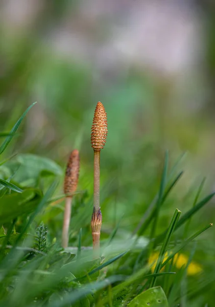 Equisetum Arvense Field Horsetail Common Horsetail Herbaceous Perennial Plant Family — Stock Photo, Image