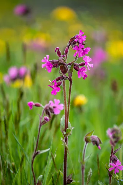 Red Campion Silene Dioica Flowers Meadow Summer Danelion Background — Stock Photo, Image