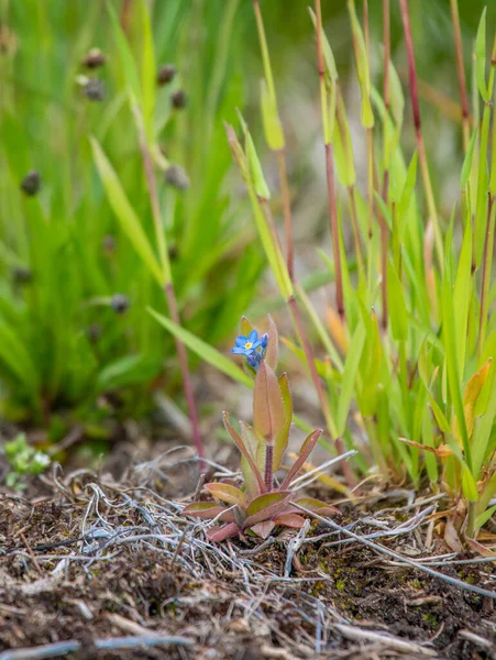 Myosotis Alpestris Alp Unutma Beni Çiçekleri Küçük Mavi Çiçekler — Stok fotoğraf