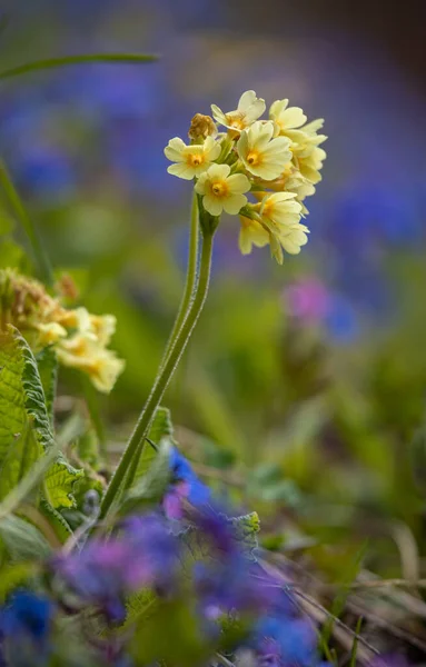 Yellow Primula veris cowslip, common cowslip, cowslip primrose on soft green and blue background. Selective focus.