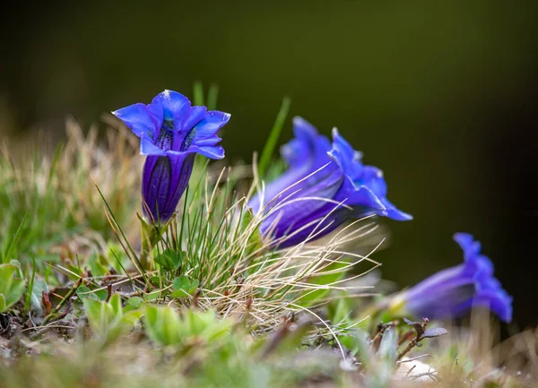 stock image Beautiful vivid blue flower Gentiana clusii blooming in the alps