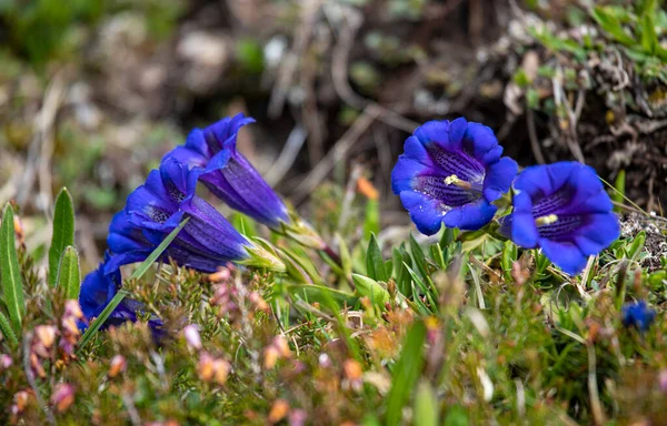 Belle Fleur Bleu Vif Gentiana Clusii Fleurissant Dans Les Alpes — Photo