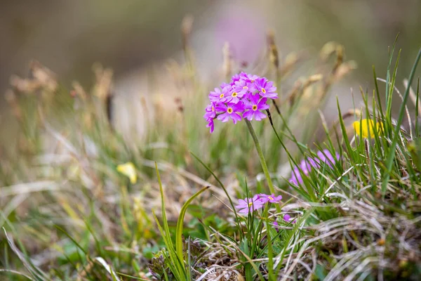 Primula Farinosa Sviçre Alplerindeki Kuş Gözlü Pembe Çiçekler — Stok fotoğraf