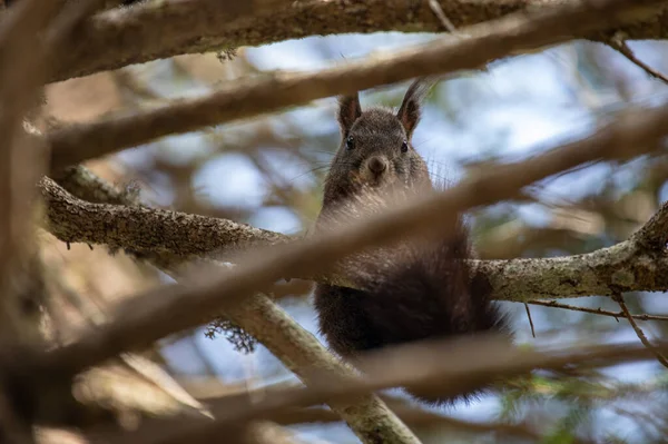 Nahaufnahme Eines Roten Eichhörnchens Sciurus Vulgaris Auf Einem Ast Sitzend — Stockfoto