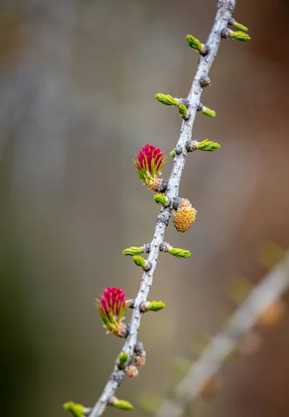 Larch Yellow Male Flower Red Female Flowers — Stock Photo, Image