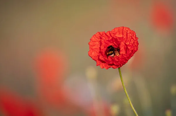 stock image Common Poppy - Papaver rhoeas - and with Bumblebee