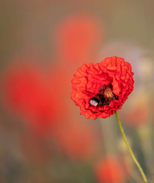 Poppy Comum Papaver Rhoeas Com Bumblebee — Fotografia de Stock