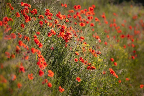 Meadow Beautiful Bright Red Poppy Flowers Spring — Stock Photo, Image