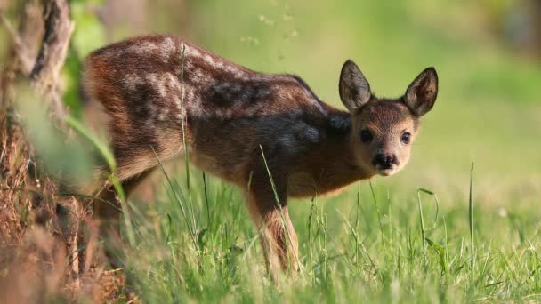 Adoreable Newborn Roe Deer Capreolus Capreolus Looking Camera Watching Lying — Stock Video