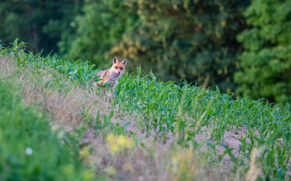 初夏に野の真ん中に立つ赤狐 — ストック写真