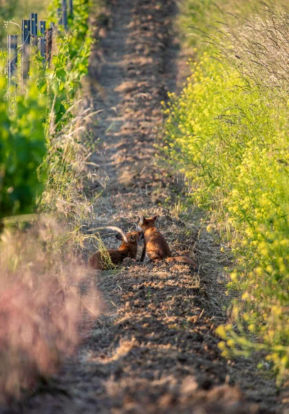 Zwei Rotfüchse Mutter Und Ihr Kit Berühren Sich Sommer Mit — Stockfoto