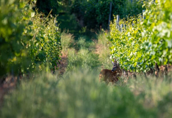 stock image Roebuck - Capreolus capreolus - standing in a vine yard, Germany