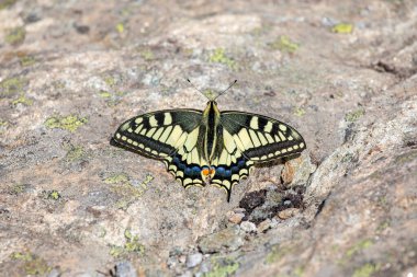 Bir Eski Dünya kırlangıç kelebeği - Papilio machaon, Papilionidae - İsviçre Alpleri 'ndeki bir dağın tepesinde bir kayanın üzerinde dinleniyor.