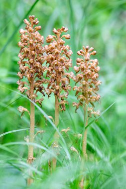 Neottia nidus-avis veya İsviçre Alplerinde kuş yuvası orkidesi