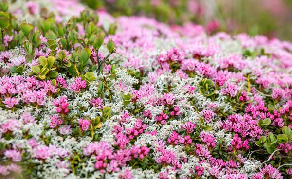 Piękny Folwer Alpejski Kalmia Procumbens Azalia Alpejskie Lub Trailing Azalea — Zdjęcie stockowe