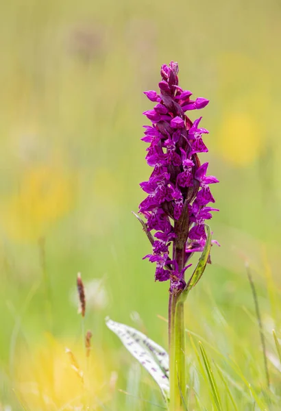 Portrait Orchidée Des Marais Occidentaux Dactylorhiza Majalis Dans Les Alpes — Photo