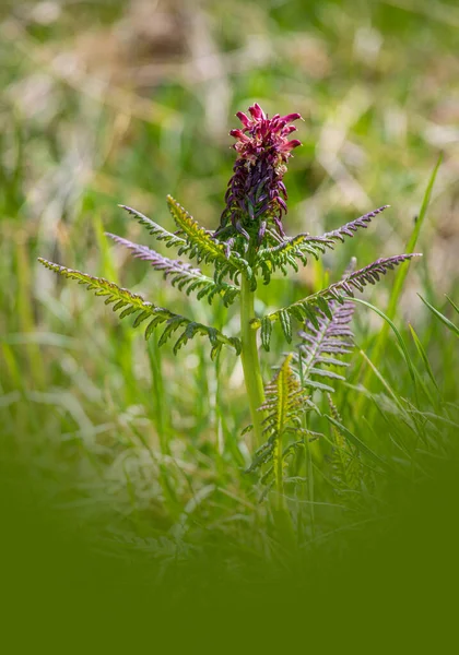 Rare Parasite Flower Pedicularis Recutita Swiss Alps — Stock Photo, Image