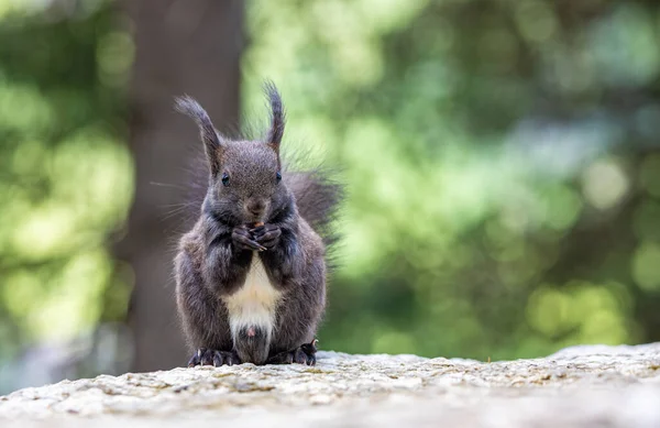 Cute Brown Red Squirrel Rock Blurred Background — Stockfoto