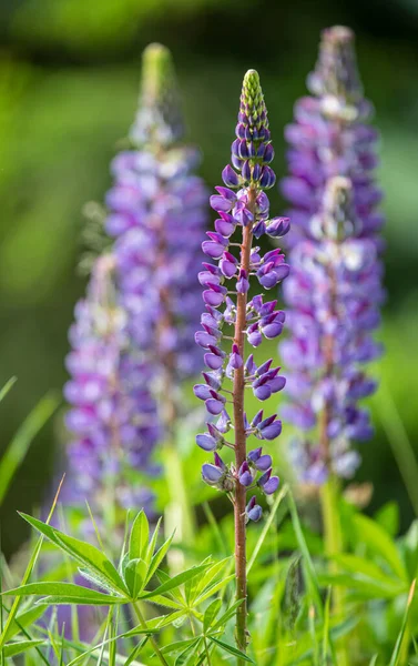 Lupinus Polyphyllus Large Leaved Lupine Blue Flower Close Swiss Alps — Stock Photo, Image
