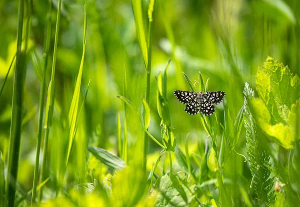 格子状の健康 Chiasmia Clathrata ヨーロッパの牧草地や草原から小さな茶色と黄色の蛾 スイスアルプス — ストック写真