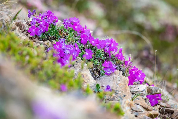 Bush Primula Hirsuta Encontrado Caminho Caminhada Alta Altitude Alpes Suíços — Fotografia de Stock