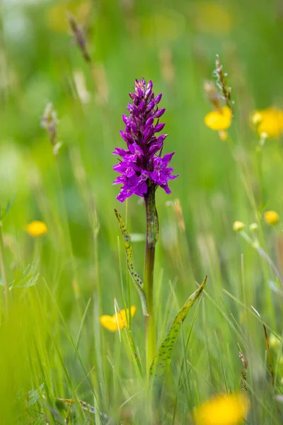 Portraid Western Marsh Orchid Dactylorhiza Majalis Swiss Alps — Stock Photo, Image