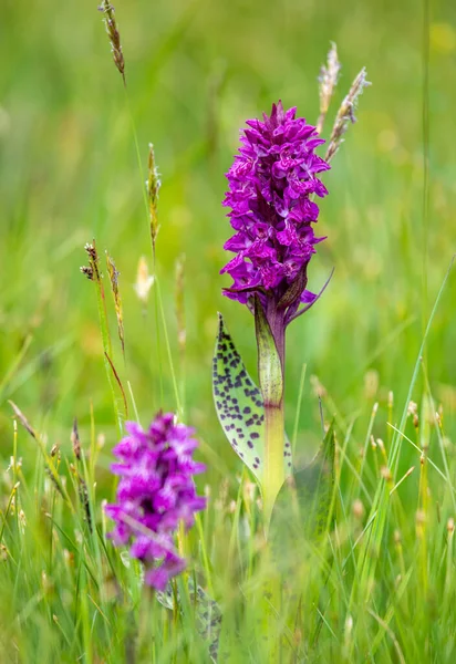 Portraid Western Marsh Orchid Dactylorhiza Majalis Swiss Alps — Stock Photo, Image