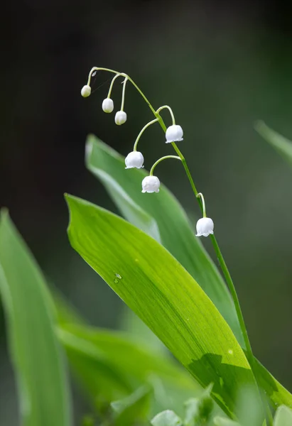 Convallaria Majalis Lily Doliny Kwitnącej Wiosennym Lesie — Zdjęcie stockowe