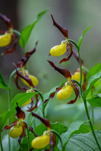 Orchidea Pantofola Ladys Gialla Cypripedium Calceolus Alpi Svizzere — Foto Stock
