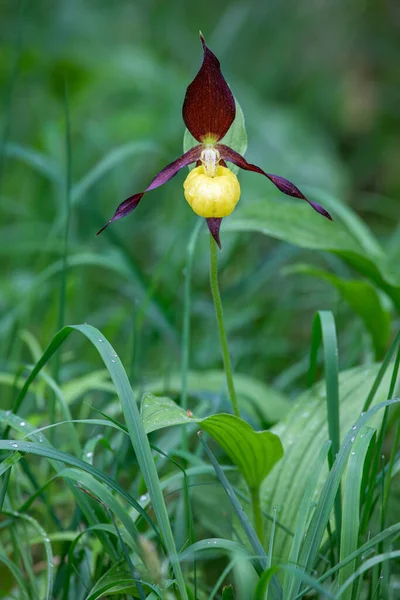 Orchidea Pantofola Ladys Gialla Cypripedium Calceolus Alpi Svizzere — Foto Stock