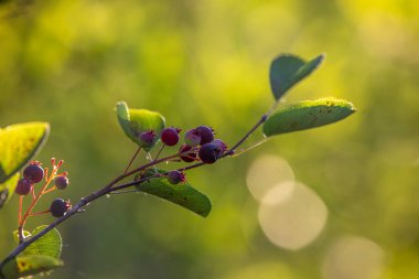 Saskatoon üzümü ya da Amelanchier, arka planda yenilebilir böğürtlenli böğürtlen