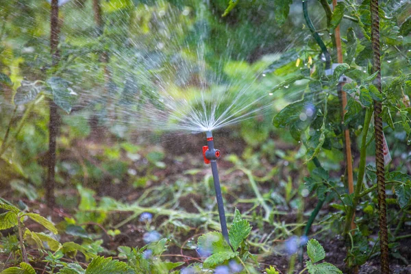 Sistema Irrigação Por Gotejamento Regando Jardim Rega Mecanicamente Automática — Fotografia de Stock