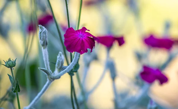 Silene Coronaria Rose Campion Flowers Closeup Other Common Names Include — Stock Photo, Image