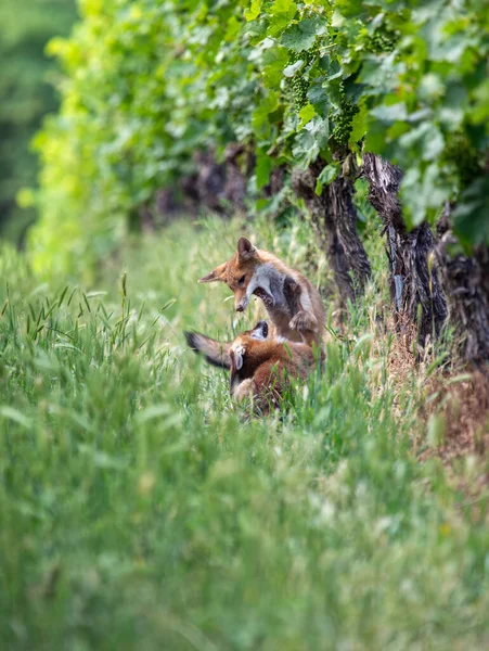 Raposas Vermelhas Jovens Bonitos Vulpes Jogando Uma Vinha — Fotografia de Stock