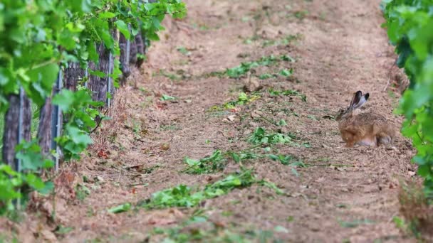 一只欧洲野兔Lepus Europaeus坐在葡萄园里 转身跑开了 — 图库视频影像