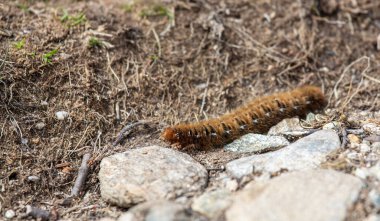 Closeup of an oak eggar moth larva, Lasiocampa quercus, with its characteristic hairy appearance near Davos, Switzerland