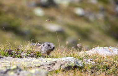 İsviçre 'nin İsviçre Alpleri' ndeki Davos 'ta çimlerde yaşayan genç Alp dağ sıçanı Marmota marmota.