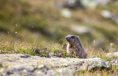 İsviçre 'nin İsviçre Alpleri' ndeki Davos 'ta çimlerde yaşayan genç Alp dağ sıçanı Marmota marmota.