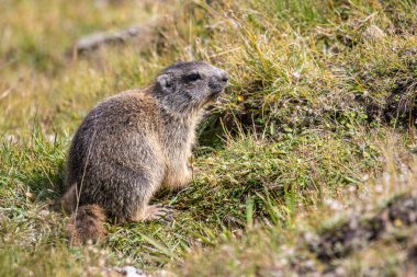 İsviçre 'nin İsviçre Alpleri' ndeki Davos 'ta çimlerde yaşayan genç Alp dağ sıçanı Marmota marmota.