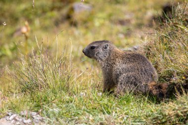 İsviçre 'nin İsviçre Alpleri' ndeki Davos 'ta çimlerde yaşayan genç Alp dağ sıçanı Marmota marmota.