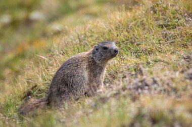 İsviçre 'nin İsviçre Alpleri' ndeki Davos 'ta çimlerde yaşayan genç Alp dağ sıçanı Marmota marmota.